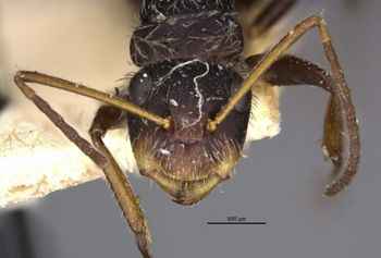Media type: image;   Entomology 22954 Aspect: head frontal view
